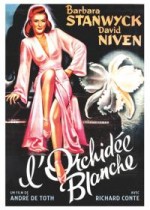Orchidée blanche